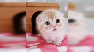 Top Cutest Kittens Little Cats Kitten Videos Youtube