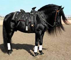 Pura Raza Espanola Stallion Heredero L Horses Black Horses Horse Breeds