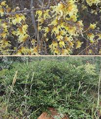 Image result for Hexalobus monopetalus