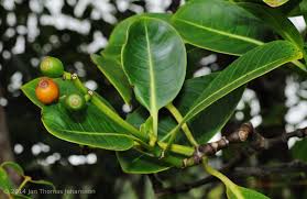 Image result for Psychotria vogeliana