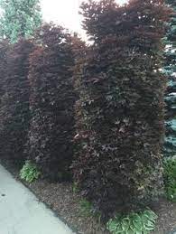 Plum/ crimson pointe | pine lane nursery. Image Result For Crimson Pointe Purple Leaf Plum Deciduous Trees Shade Plants Front Gardens