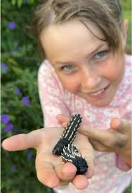 These two enormous caterpillars are preparing to turn into Cabbage Tre...