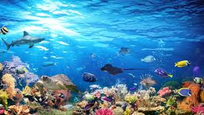 ‪5 Best Places for Scuba Diving in Red Sea Egypt at Marsa Alam‬‏