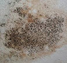 For Those Who Contact The Actual Mold With Hands Or Different Body Components Mold In Bathroom Mold Remediation Mold Remover