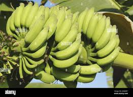 Image result for Musaceae