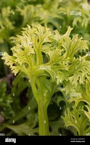 Image result for Microsorum punctatum