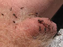 picking up ants 03 | MOTHERLESS.COM ™