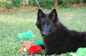 We did not find results for: Belgian Sheepdog Breeders Belgian Sheepdog Club Of America