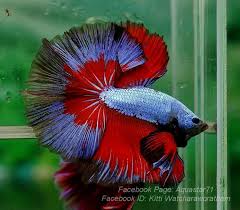 Item Fwbettashm1439114706 B L U E F I R E H A W K 9 0 6 3 Ends Sun Aug 9 2015 05 05 06 Am Cdt Betta Fish Betta Aquarium Fish