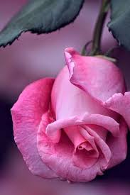 Jojo2k > my flowers > love song roses. 900 For My Love Of Flowers Ideas Flowers Beautiful Flowers Planting Flowers