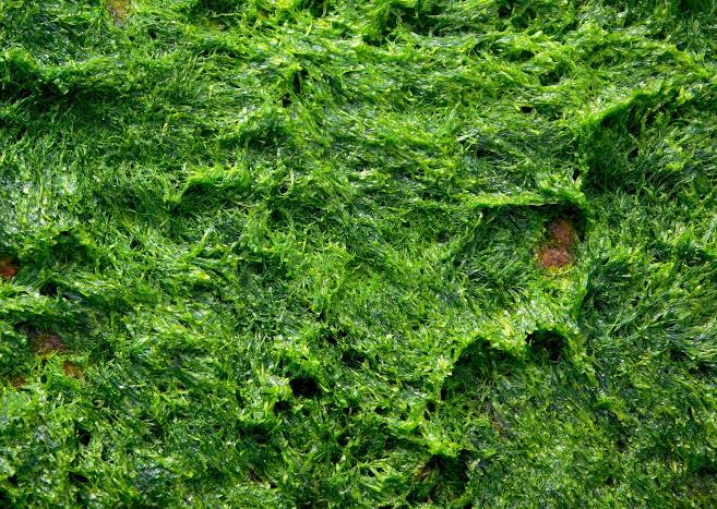 Biofuel Breakthrough? New Method Makes Algae Biofuel Quicker and Cheaper  Than Ever Before – Digital for Good | RESET.ORG