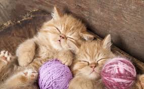 In today's feline good issue international hug your cat day the cat on the mat cats that's amaaaaaaaaaazing random joke of the day join the revolution international hug your cat day june 4 is hug your cat day. International Hug Your Cat Day What Cats Can Teach Us About Parenting