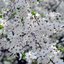 Maybe you would like to learn more about one of these? Pink Apple Tree Blossoms With White Flowers On Blue Sky Stock Photo Crushpixel