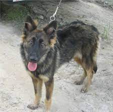 German Shepherd Border Collie Mix Collie Mix Border Collie Puppies Border Collie Mix