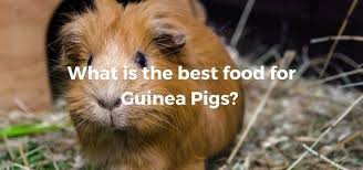 What Can Guinea Pigs Eat Exoticdirect