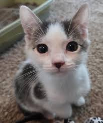 Wagtopia: Adopt Dogs, Cats, Register Pet Microchip, Geo Tags