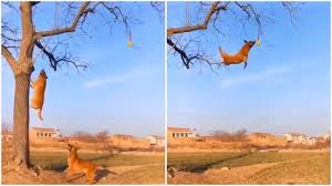 Does the belgian malinois make a good pet dog? Dogs Show Off Impressive Barkour Skills Running Up Tree And Jumping To Capture Ball Hanging From Branch