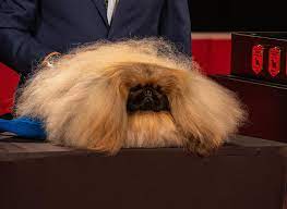 Don't feed your dog wasabi. Wasabi The Pekingese Wins Best In Show At The 2019 Akc National Championship Pekingese Akc Unique Dog Breeds