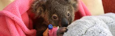 Check spelling or type a new query. Wildcare Australia Become A Carer