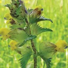 Image result for Micrargeriella