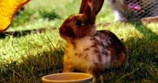 Meilleures Nourritures Pour Lapin 2021 Guide D Achat Et Comparatif
