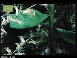 Image result for Diaphananthe lorifolia