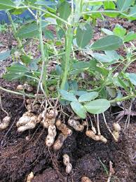 Check spelling or type a new query. Growing Peanuts