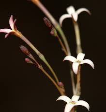 Image result for Kohautia