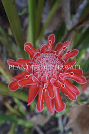 Image result for Etlingera