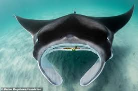 Manta rays are large rays belonging to the genus mobula (formerly its own genus manta). 59 Giant Oceanic Manta Rays Found In Florida Face Fight For Survival Daily Mail Online