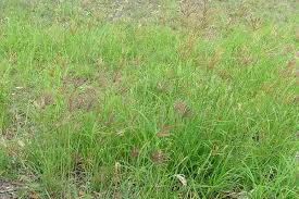 Image result for Chloris gayana