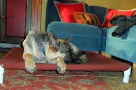 Elevated dog beds are specially designed to give dogs a nice place to rest and sleep. Elevated Dog Bed 11 Steps With Pictures Instructables