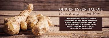 Ginger has traditionally been used to reduce hair loss and promote hair growth. Ginger Oil Benefits Uses Of This Powerful Anti Inflammatory Oil