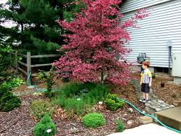It gets full sun until 2:00 pm and then shade. Tri Color Beech Question Trees Forum Gardenweb Shade Plants Amazing Gardens Beech Tree