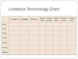 Livestock Terminology Basics Ppt Download