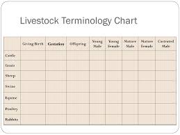 livestock terminology basics ppt download