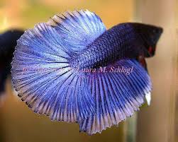 Siamese fighting fish (betta splendens), sometimes simply called bettas, are those pretty fish you often see swimming all alone in tiny bowls at pet stores and carnivals. Details On Keeping Siamese Fighting Fish With Images And Forums