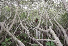 Image result for Ficus trichopoda