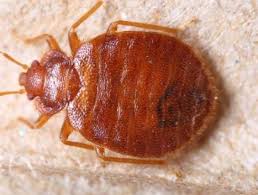 We offer our services for brooklyn, queens, manhattan, staten island, bronx, staten island and long island. 24 Hour Exterminating 24 Hour Exterminator Bronx Ny Nyc Bed Bug
