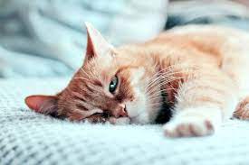 ruyada kedi gormek ne anlama gelir ruyada yavru kedi gormek nedir ruyada beyaz ve siyah kedi gormek tabiri nedir haberler