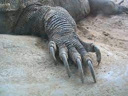 Sebutkan 10 Hewan Buas Inilah Jawabannya Javenesia Overblog Hewan Komodo