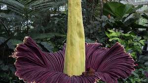 The merriwick family has strong, deep, and magical roots in a small town called, middleton. How To Grow A Corpse Flower Dengarden