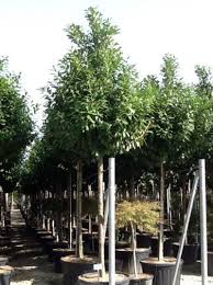 Prunus Laurocerasus Novita Hochstamm Kirschlorbeer Novita Botanisch Prunus Laurocerasus In 2020 Kirschlorbeer Sichtschutz Baume Kleine Baume