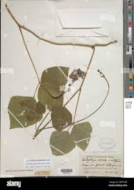 Image result for Neustanthus phaseoloides