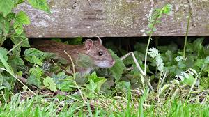 Ratten in haus und garten: Ratten Im Garten 7 Tipps Zur Bekampfung