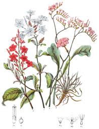Image result for Plumbaginaceae