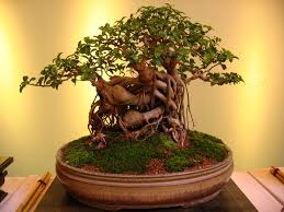 Bonsai ağacını bonsai ağacı tohumundan başlayarak yetiştirmek istediğinizde bu yöntem size 5 yıla neden olacaktır. Evde Bonsai Minyatur Bir Agacin Bakimi Nasil Yapilir Bonsai Bakimi