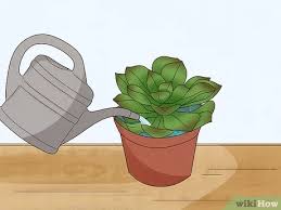 ¿tu cactus tiene manchas blancas? Como Regar Las Plantas Suculentas 8 Pasos Con Imagenes