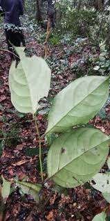 Image result for Diospyros crassiflora