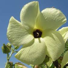 Image result for Abelmoschus